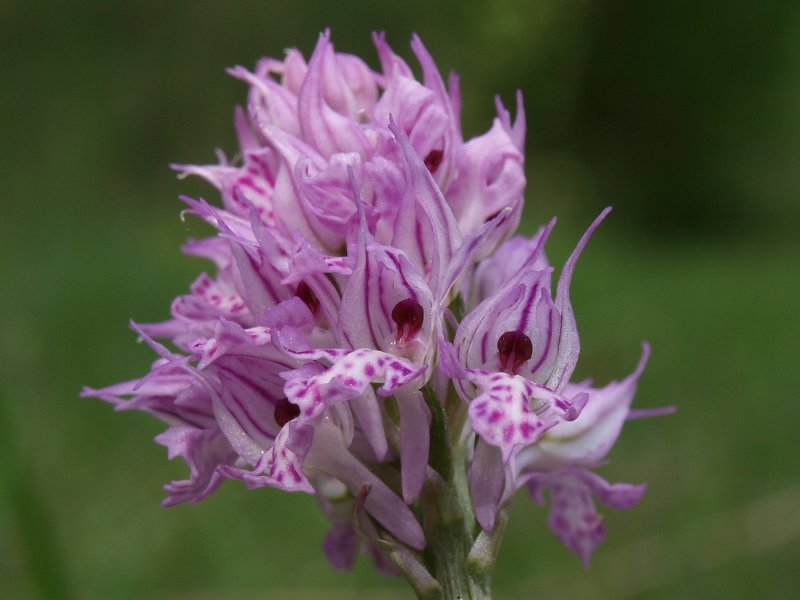 Orchis tridentata ...e altre